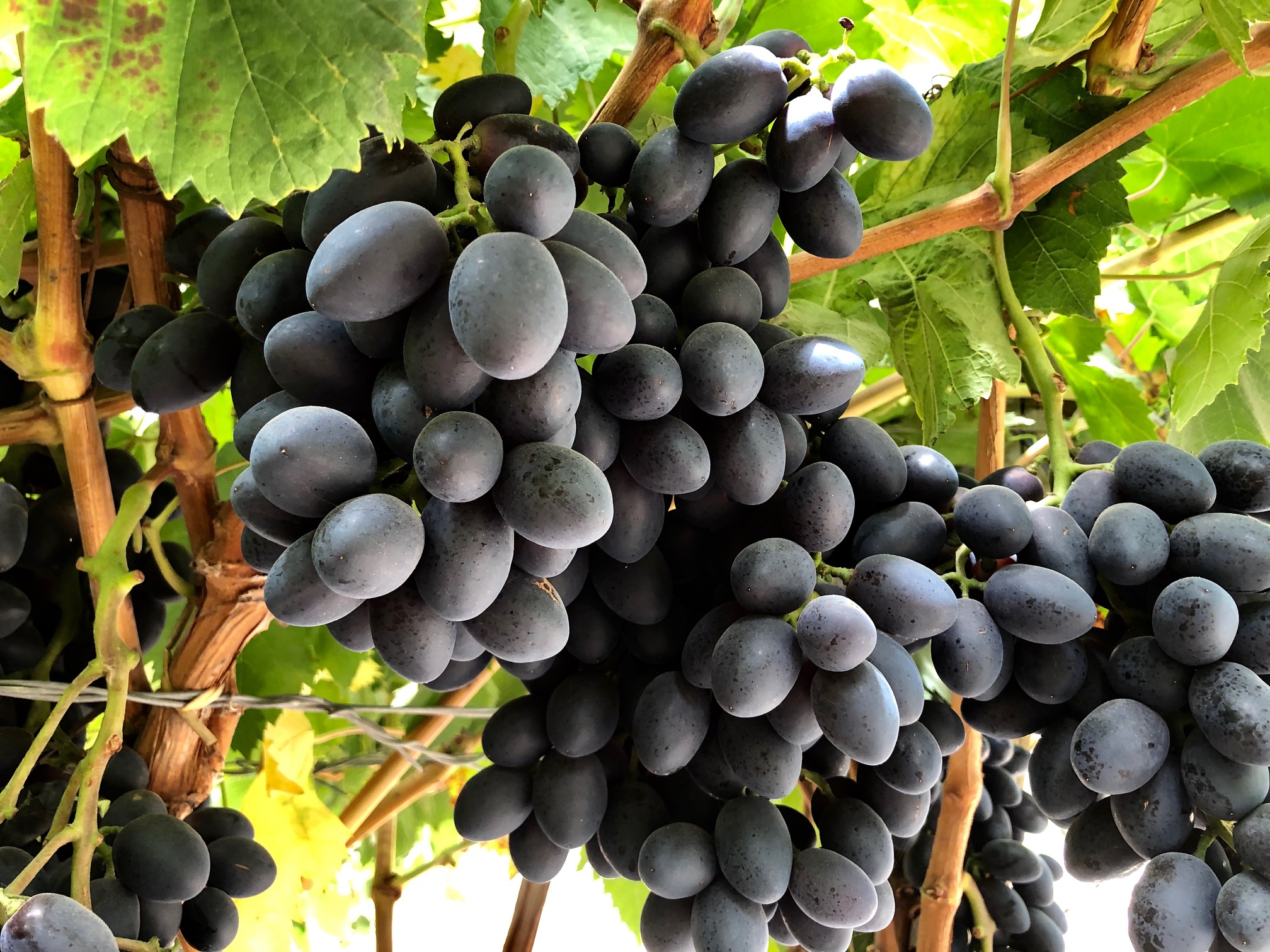 In the Fields Here’s Why Grape Season is Bunches of Fun!